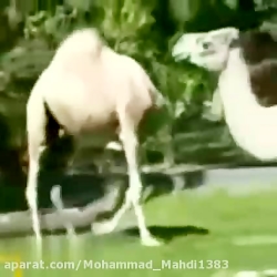 کلیپ طنز جالب و دیدنی