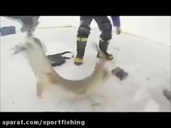 شکار و صید دیدنی اردک ماهی بزر...