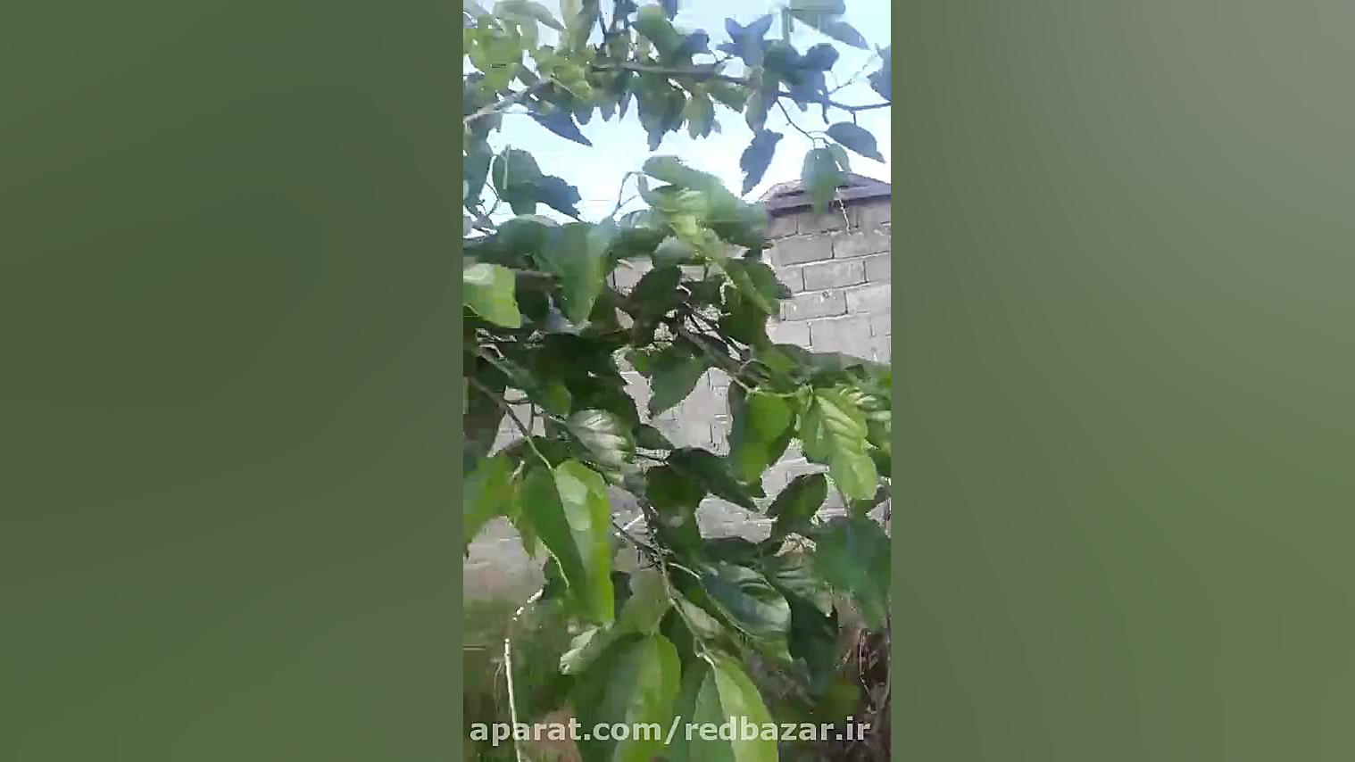 میوه های توت موزی و آلبالو مجاری پاکوتاه در گلخانه ردبازار - رشت باند ضد باکتری نانو