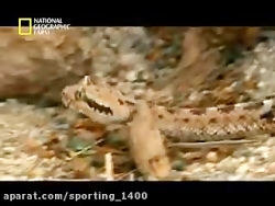 مستند دنیای ترسناک حیوانات وحش...