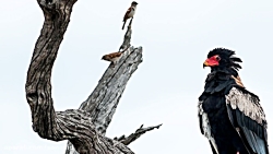 آهنگ میلاد از سیاوش قمیشی