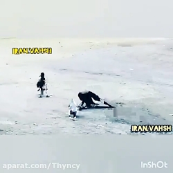 دفاع مرغ مینای مادر از جوجش در...