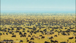 10 حیوانات منقرض شده و در معرض...