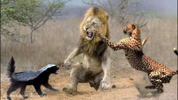 10 تهاجمی ترین حیوانات در جهان