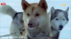 دانلود فیلم آخرین شکار | فیلم...