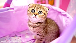 ماجراهای دیانا و روما ( پرورش...