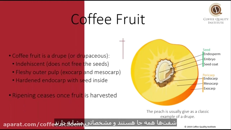 Coffee Fruit Anatomy