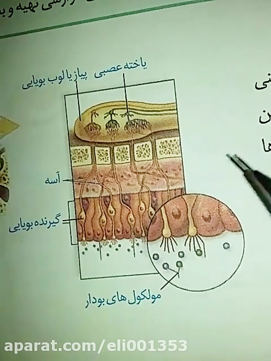 متن جایگزین