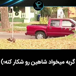 گربه میخواد شاهین رو شکار کنه