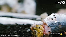 بی فک ماهی که 300 میلیون سال ب...