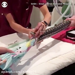 ماره گشنش بوده حوله خورده