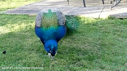 فیلم مستند زیباترین طاوسهای جه...