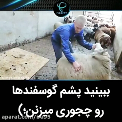 پشم گوسفند رو اینطوری میزنن :)