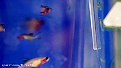 تحقیقات دانشگاه جان هاپکینز بر...