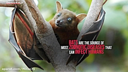 چرا خفاش ها حامل ویروس های زیا...