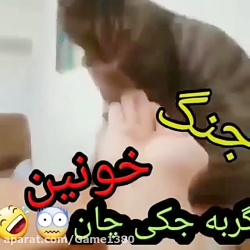 جنگ خونین جکی چان و گربه