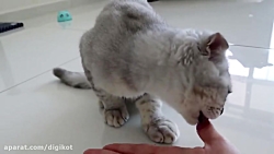 کلیپ ختن از غذا دادن به گربه