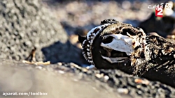 ایگوانا در جزیره مارها