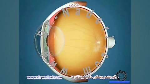 شبکیه -ساختمان چشم-مرکز چشم پزشکی دکتر علیرضا نادری مرکز چشم پزشکی دکتر علیرضا نادری www.dr-naderi.com