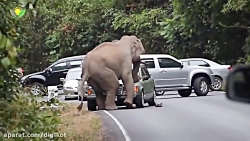 وقتی حیوانات وحشی تهاجمی عمل م...