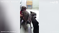 سگهایی که برای نگهبانی از بچه...