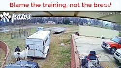 حمله پیتبول به اسب