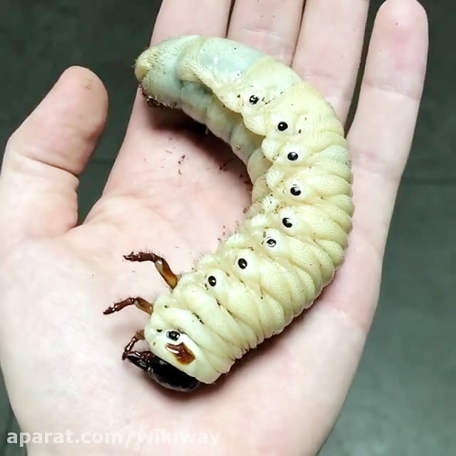 Большая личинка жука