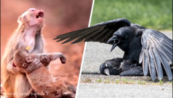 اینگونه است که حیوانات از مردگ...