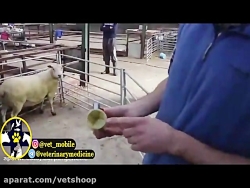 آموزش تلقیح مصنوعی گوسفند