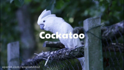 آموزش زبان انگلیسی مدرن: حیوان...