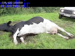 تب شیر milk fever