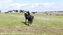 جنگ و دعوای اسبهای وحشی