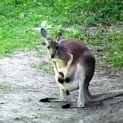 pictures of baby kangaroos show me pictures of baby kangaroos
