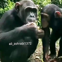 لایک و کامنت یادتون نره