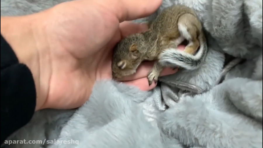 الله اکبر | سنجابی که برا نجات...