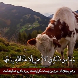 ابراهیم العسیری  سوره هود 6