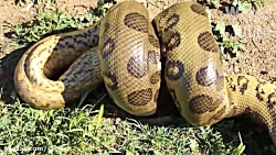 بلعیده شدن خوک مزرعه توسط مار...