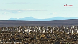 مستند شکار (گاو مشک و گرگ سفید...