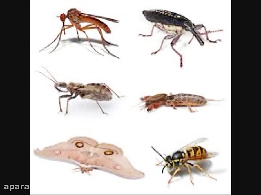 It is a insect. Насекомые имеют 6 ног. Насекомые африки для детей. Insects упражнения. Цикада фонарница.