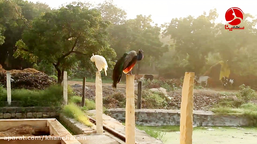 مستند شری رامانا ماهارشی حکیم خاموش مدیتیشن کیست ؟ قسمت 1