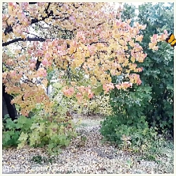 خشکباروگیاهان دارویی نیما(گزخت...