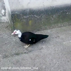 شناسایی یکی از عوامل خودفروخته...