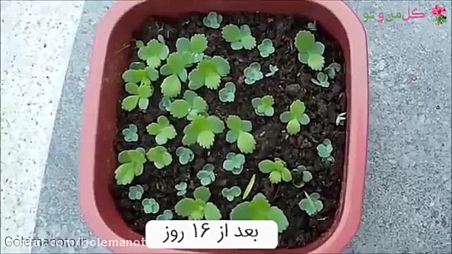 آموزش تکثیر اشک تمساح در خانه زمان60ثانیه