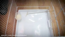 تله برای گرفتن گنجشک