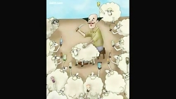 گوسفند ها در عید قربان چه کردن؟