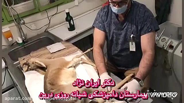 آهو ،درمان شکستگی وعفونت مفصل پای آهو در دامپزشکی درین میکرونیدلینگ