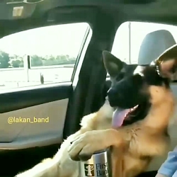 طنز گیلکی. سگ اروپایی