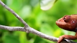 فیلم آفتاب پرست