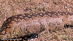 شکار حیوانات توسط مار بزرگ پیت...