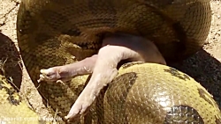 مستند وحشت مار پیتون